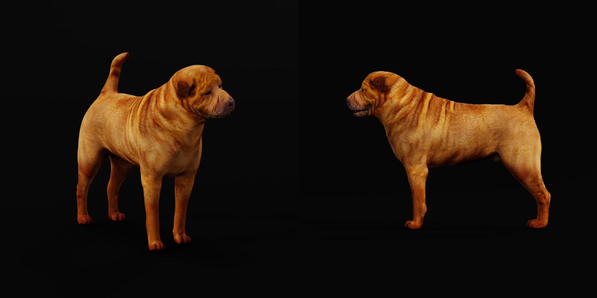3D model Shar Pei Dog https://p.turbosquid.com/ts-thumb/vP/18G7kr/sa/sharpei_doga/png/1727827841/1920x1080/fit_q87/1169a26f6b27f4bd390e25a1de5b315c6464318a/sharpei_doga.jpg
