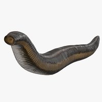Hirudo Medicinalis Rigged
