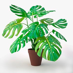 3d monstera plant model