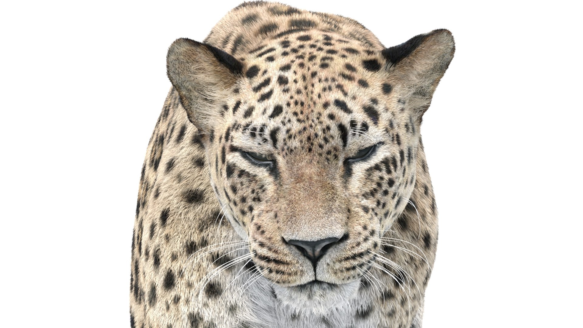 3D Model Animated Persian Leopard 3D Model With Fur - TurboSquid 2289734