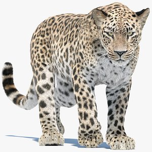3D model Animated Persian Leopard 3D Model with Fur