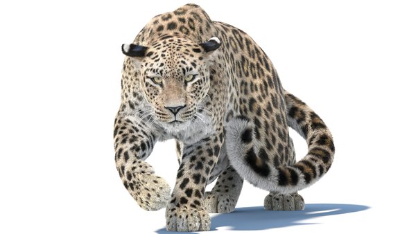 Animiertes Persischer Leopard 3D-Modell mit Fell 3D-Modell - TurboSquid ...