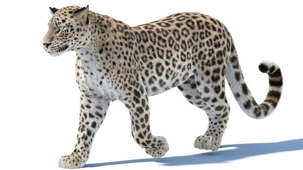 Animiertes Persischer Leopard 3D-Modell mit Fell 3D-Modell - TurboSquid ...