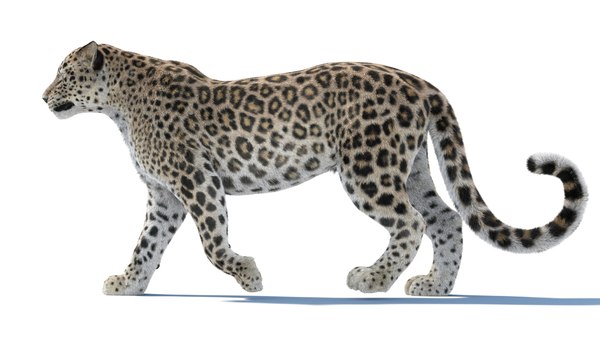 modelo 3d Modelo 3D animado de leopardo persa con pelaje - TurboSquid ...