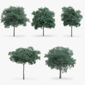5 Northern Red Oak Trees