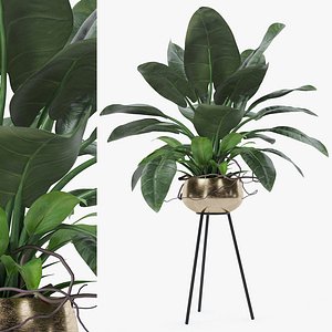 Philodendron imperial green 3D model