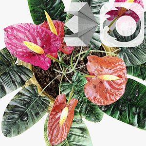 Red anthurium  Plant in a decorative vase