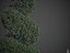 Collection de buis commun PBR 2021 - Buxus Sempervirens