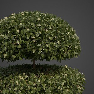 plants common boxwood - 3D model