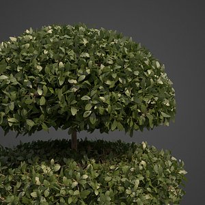 2021 PBR Common Boxwood Collection - Buxus Sempervirens