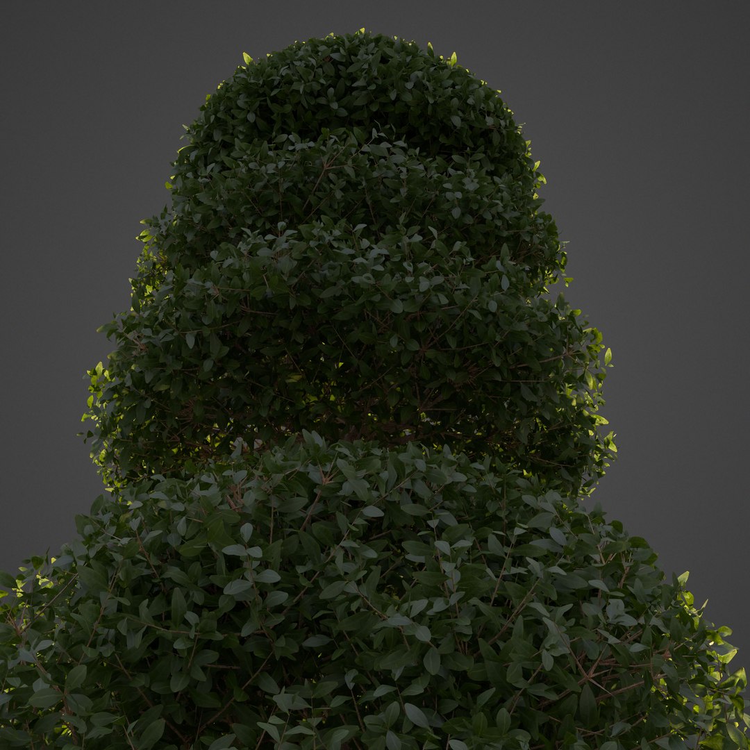plants common boxwood - 3D model https://p.turbosquid.com/ts-thumb/vP/saitM5/df/ls02_backlit/jpg/1613069382/1920x1080/fit_q87/4c4716c652fe2988fa39ef021435bec34d2d506d/ls02_backlit.jpg