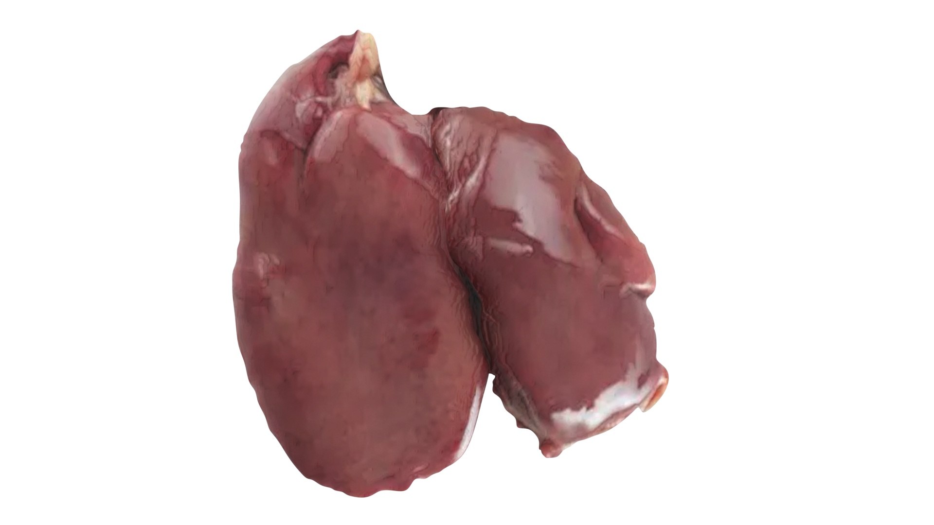 3D Chicken Liver model https://p.turbosquid.com/ts-thumb/vP/t6wzrf/fn/chickenliver13/jpg/1719776037/1920x1080/fit_q87/3d170f2ad878046ef55ee5da874474bd93fb0e87/chickenliver13.jpg
