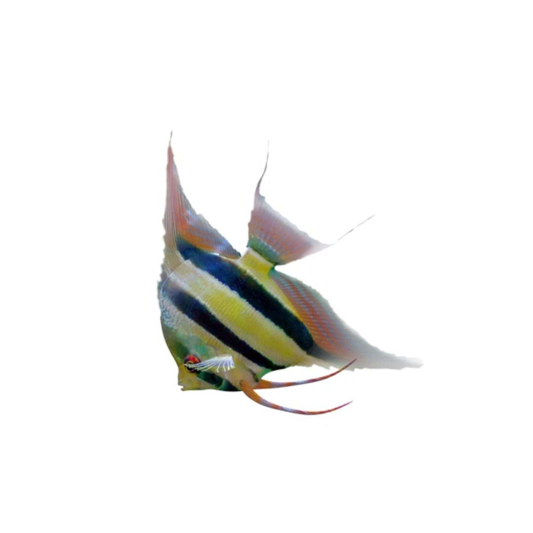 fresh animations max https://p.turbosquid.com/ts-thumb/vP/z8G7l4/na7n5acn/close0299/jpg/1418300853/1920x1080/fit_q87/602e6c9bc5771e5bcdd15705131c9a74bd304bf1/close0299.jpg