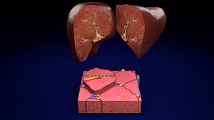 liver lobule 3D model