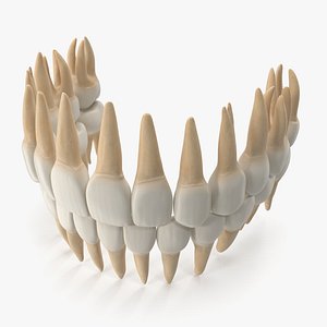 Realistic Human Teeth