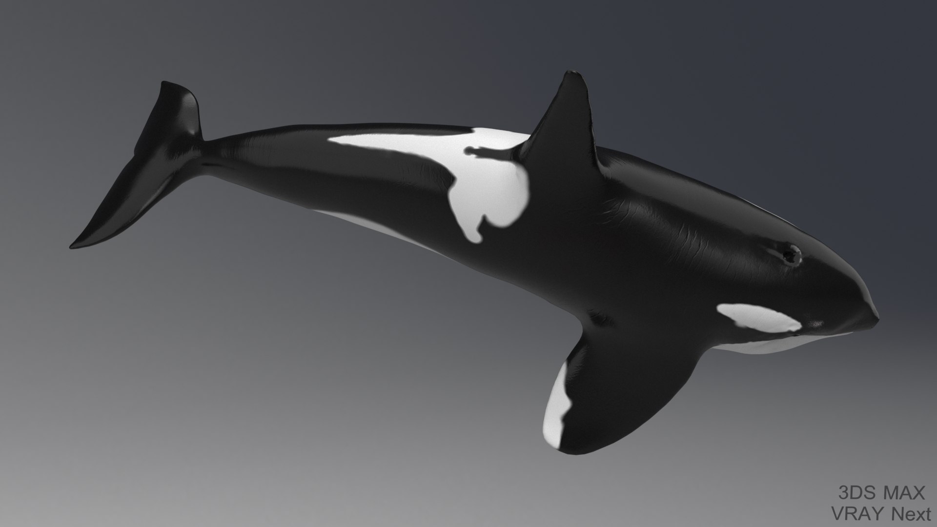 killer whale unreal engine model https://p.turbosquid.com/ts-thumb/vQ/efMiaf/0hUjMdk0/2max_02/jpg/1581257113/1920x1080/fit_q87/be4f606787c5a9904cf8e096c5da211ad9909734/2max_02.jpg