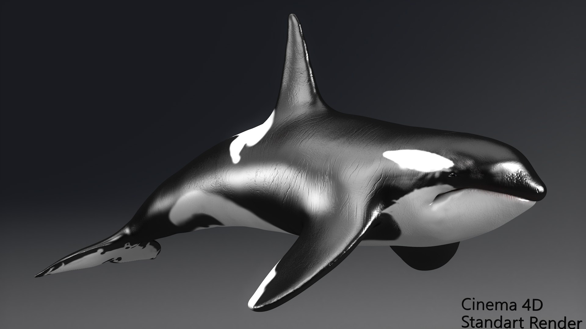 killer whale unreal engine model https://p.turbosquid.com/ts-thumb/vQ/efMiaf/8QmdgAUF/2c4d/jpg/1581257113/1920x1080/fit_q87/4c22b3c9e3c38dd755cea6d8e076f8b304c510de/2c4d.jpg