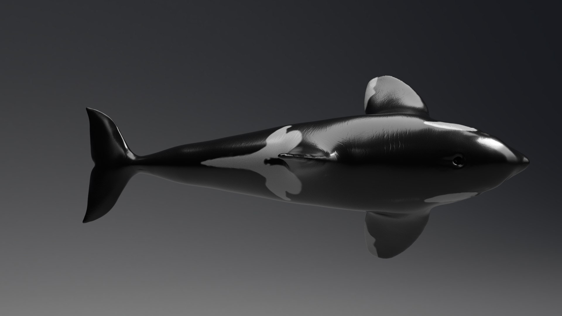 killer whale unreal engine model https://p.turbosquid.com/ts-thumb/vQ/efMiaf/B69K7j13/03/jpg/1581257113/1920x1080/fit_q87/fc861d36ca01316cd6a8b476cf9595a4f5876377/03.jpg