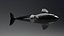 Killer Whale C4d Max Maya UNIDAD Unreal Engine 4 PAck