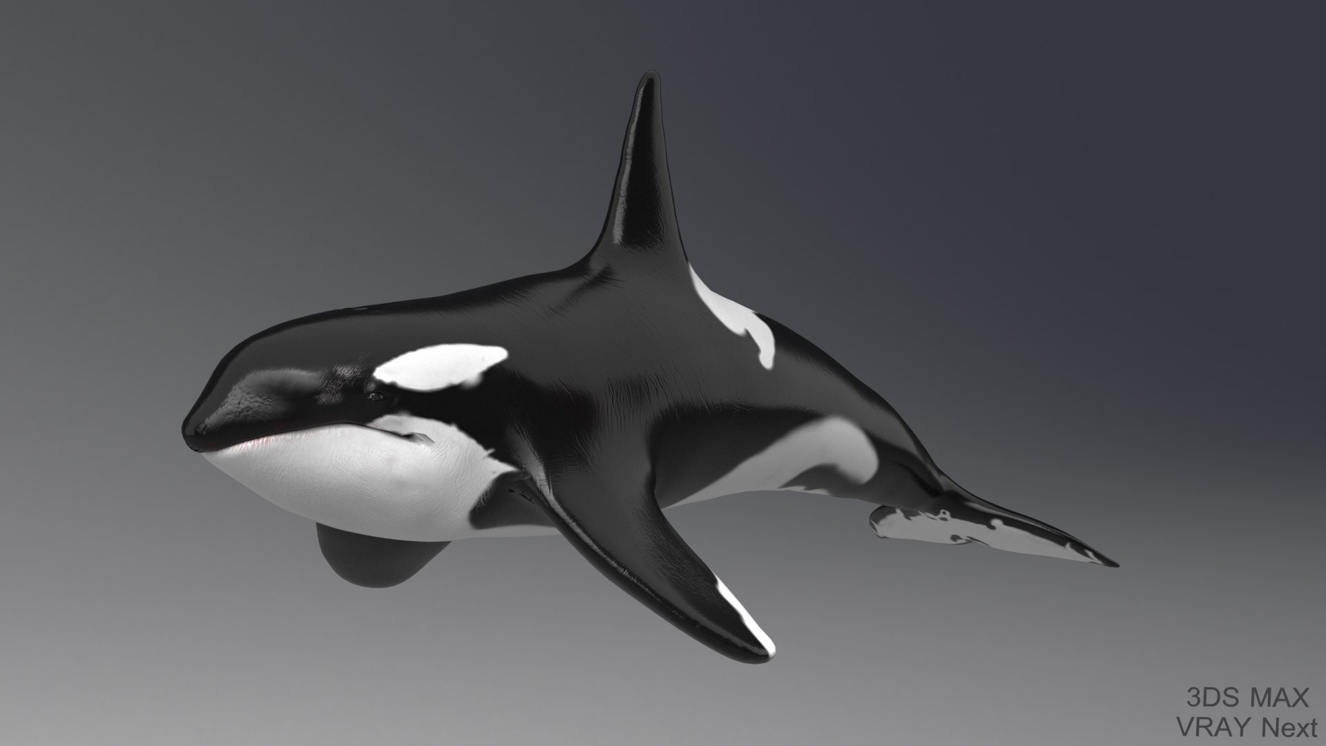 killer whale unreal engine model https://p.turbosquid.com/ts-thumb/vQ/efMiaf/Ca90SDOI/2max/jpg/1581257113/1920x1080/fit_q87/77303d0148ac9af4539a041999ad4d993ad6862b/2max.jpg