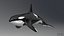 Killer Whale C4d Max Maya UNIDAD Unreal Engine 4 PAck