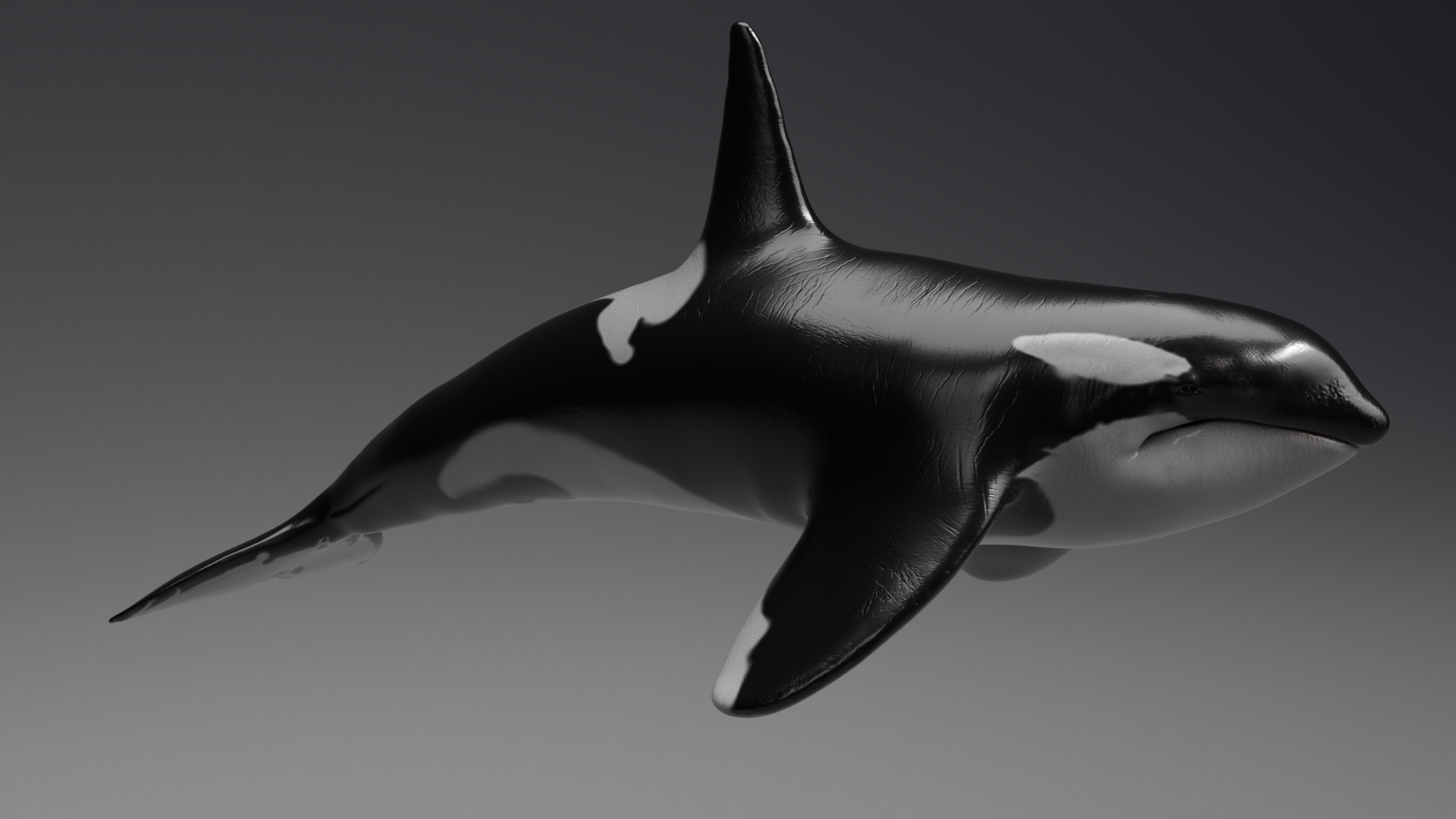 killer whale unreal engine model https://p.turbosquid.com/ts-thumb/vQ/efMiaf/DlxomQp0/01/jpg/1581258087/1920x1080/turn_fit_q99/8a1cf5f46d89240e5c615e422c5deb3b20cd6412/01-1.jpg