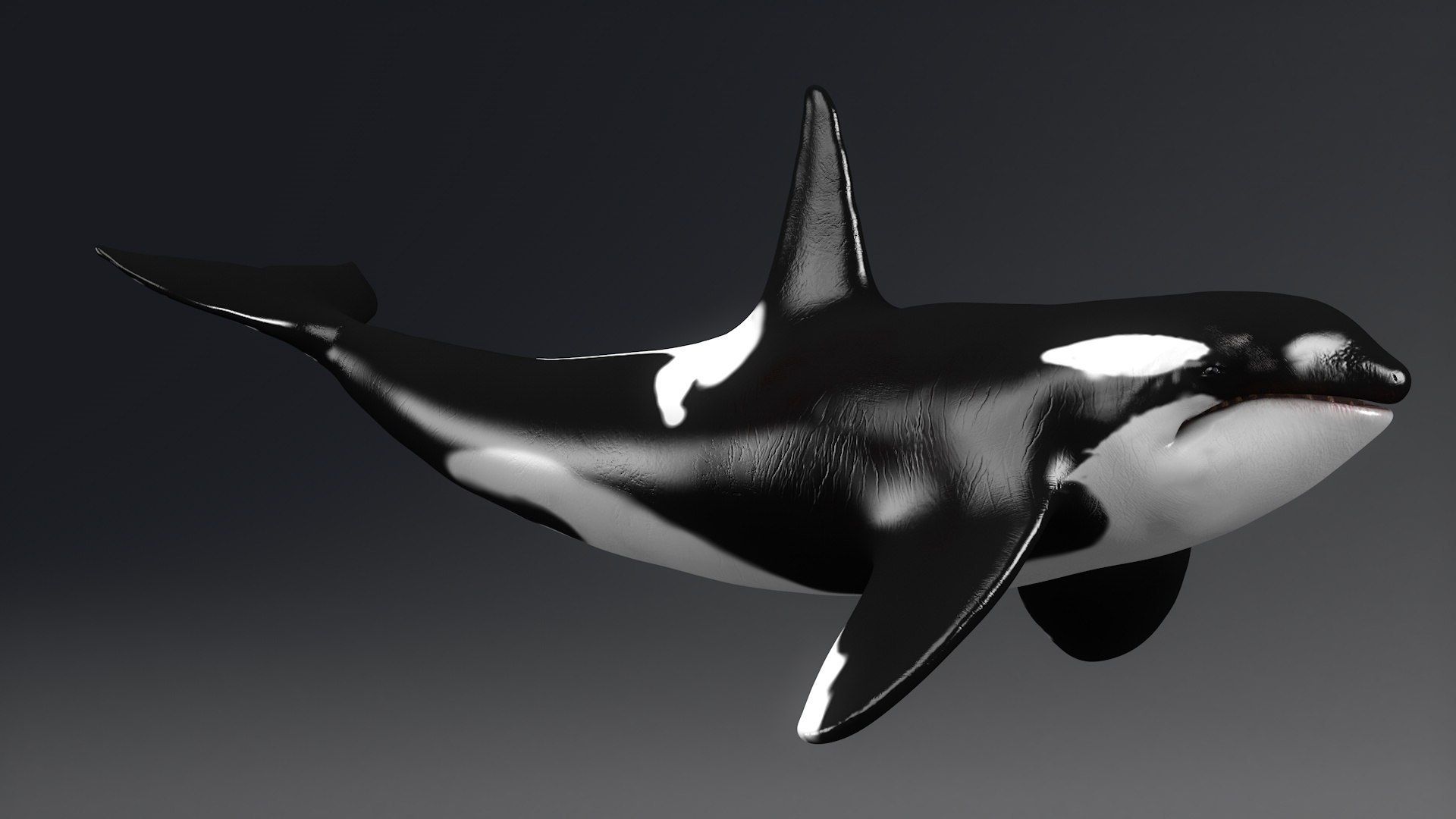 killer whale unreal engine model https://p.turbosquid.com/ts-thumb/vQ/efMiaf/FeAl3XL3/3c4d/jpg/1581257113/1920x1080/fit_q87/8c784647d03935cd076b7b180844350f88ef15d6/3c4d.jpg