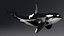 Killer Whale C4d Max Maya UNIDAD Unreal Engine 4 PAck