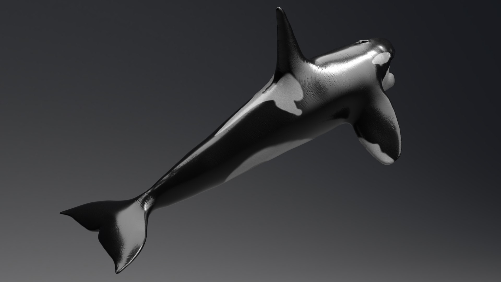 killer whale unreal engine model https://p.turbosquid.com/ts-thumb/vQ/efMiaf/G03oglqg/05/jpg/1581257113/1920x1080/fit_q87/f5d7bb0a92131437bf4ac901a415321335590789/05.jpg