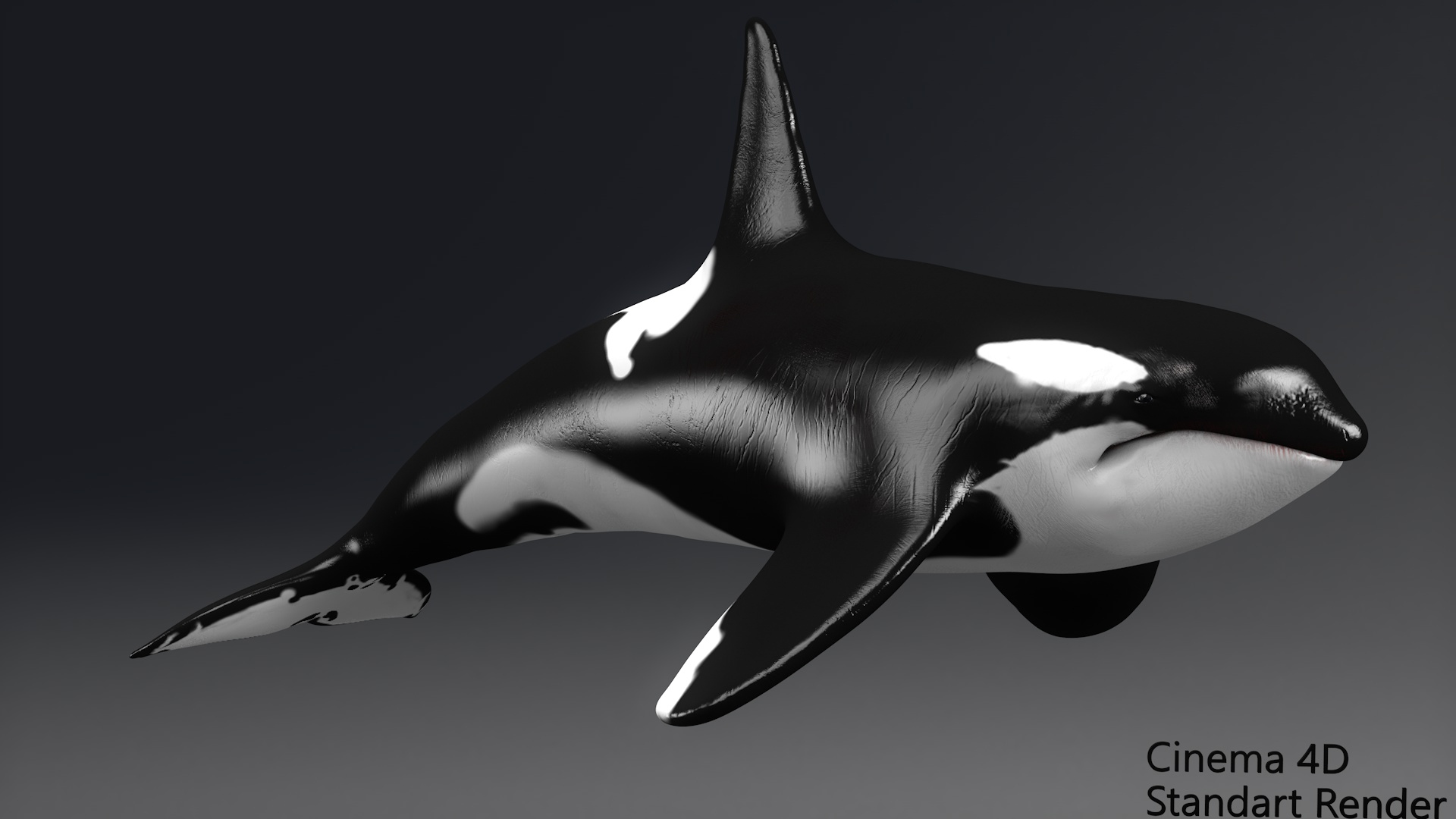 killer whale unreal engine model https://p.turbosquid.com/ts-thumb/vQ/efMiaf/G2Nb7N8n/01/jpg/1581257768/1920x1080/turn_fit_q99/abc9b5b9335b4229beaa6a174cbdb21dca2fe0b7/01-1.jpg