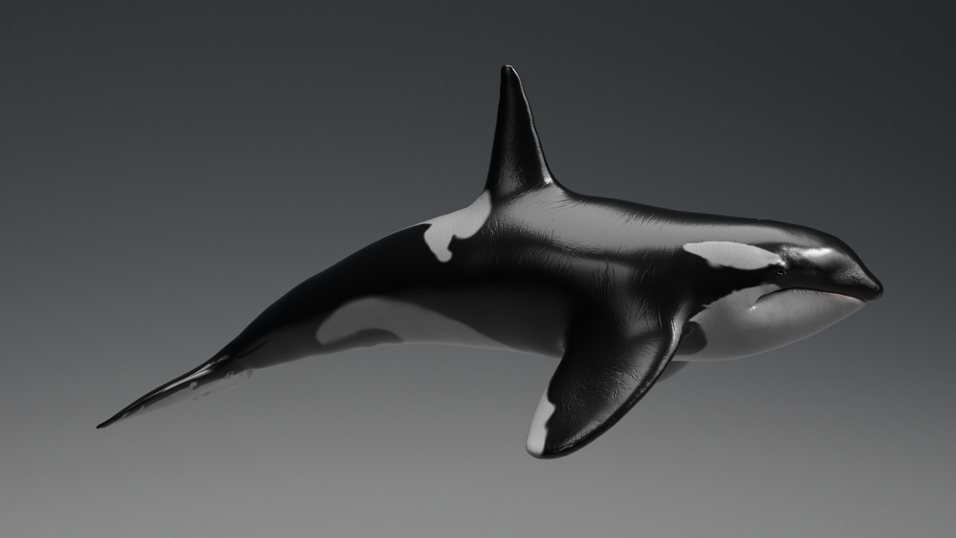 killer whale unreal engine model https://p.turbosquid.com/ts-thumb/vQ/efMiaf/GQY0M8ta/01/jpg/1581257674/1920x1080/turn_fit_q99/9d67a5bba49da2409d489d2424257f72087cda53/01-1.jpg