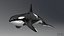 Killer Whale C4d Max Maya UNIDAD Unreal Engine 4 PAck