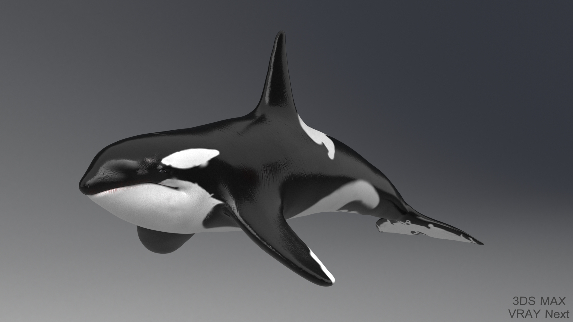 killer whale unreal engine model https://p.turbosquid.com/ts-thumb/vQ/efMiaf/LFRWUBrq/01/jpg/1581257592/1920x1080/turn_fit_q99/ccd2f259fd4070e5c3b6d1305874450f5caefd75/01-1.jpg