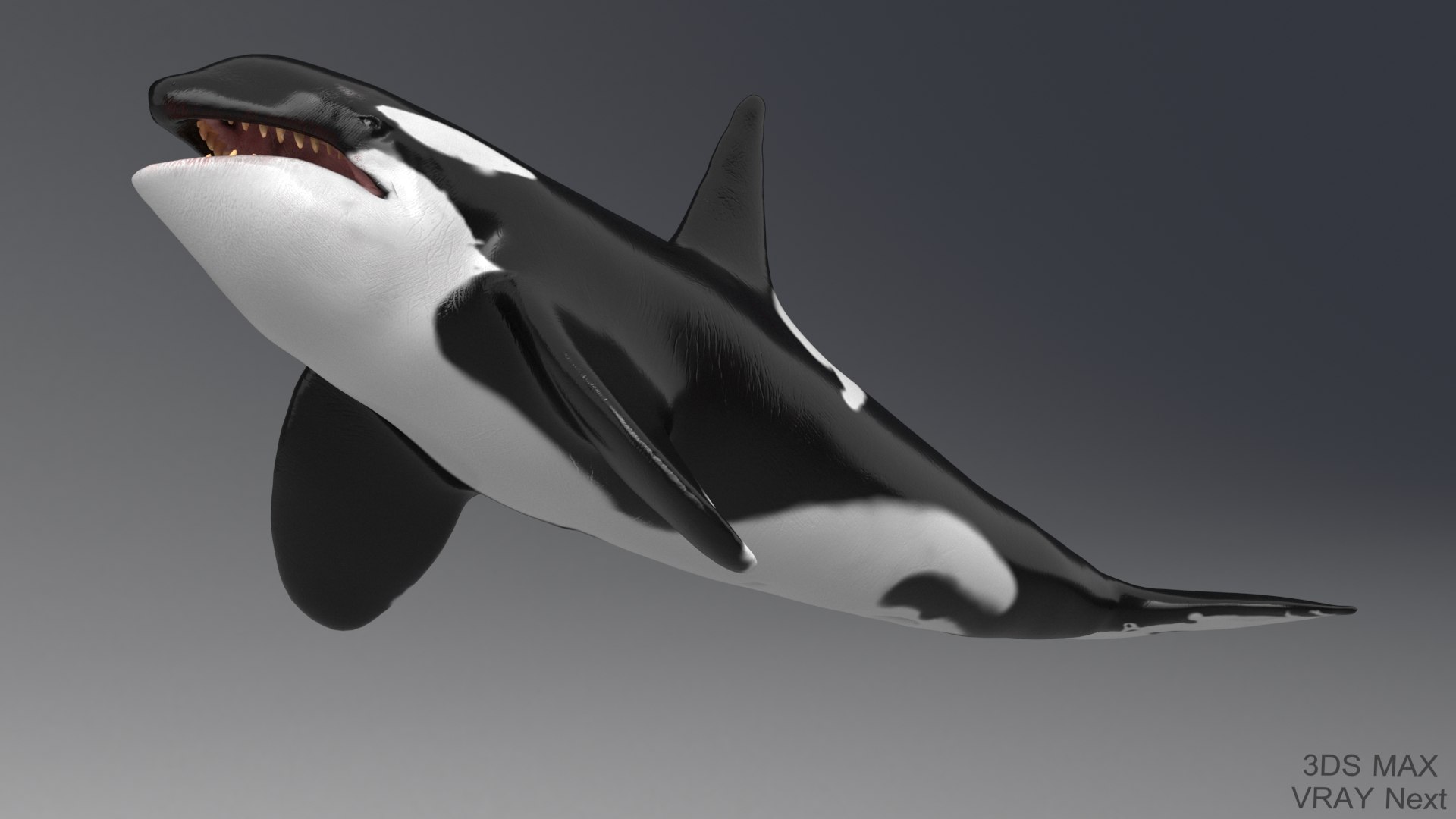 killer whale unreal engine model https://p.turbosquid.com/ts-thumb/vQ/efMiaf/RADTeSIu/2max_04/jpg/1581257113/1920x1080/fit_q87/c318336e84b975846e357f938178218bbaf29d05/2max_04.jpg
