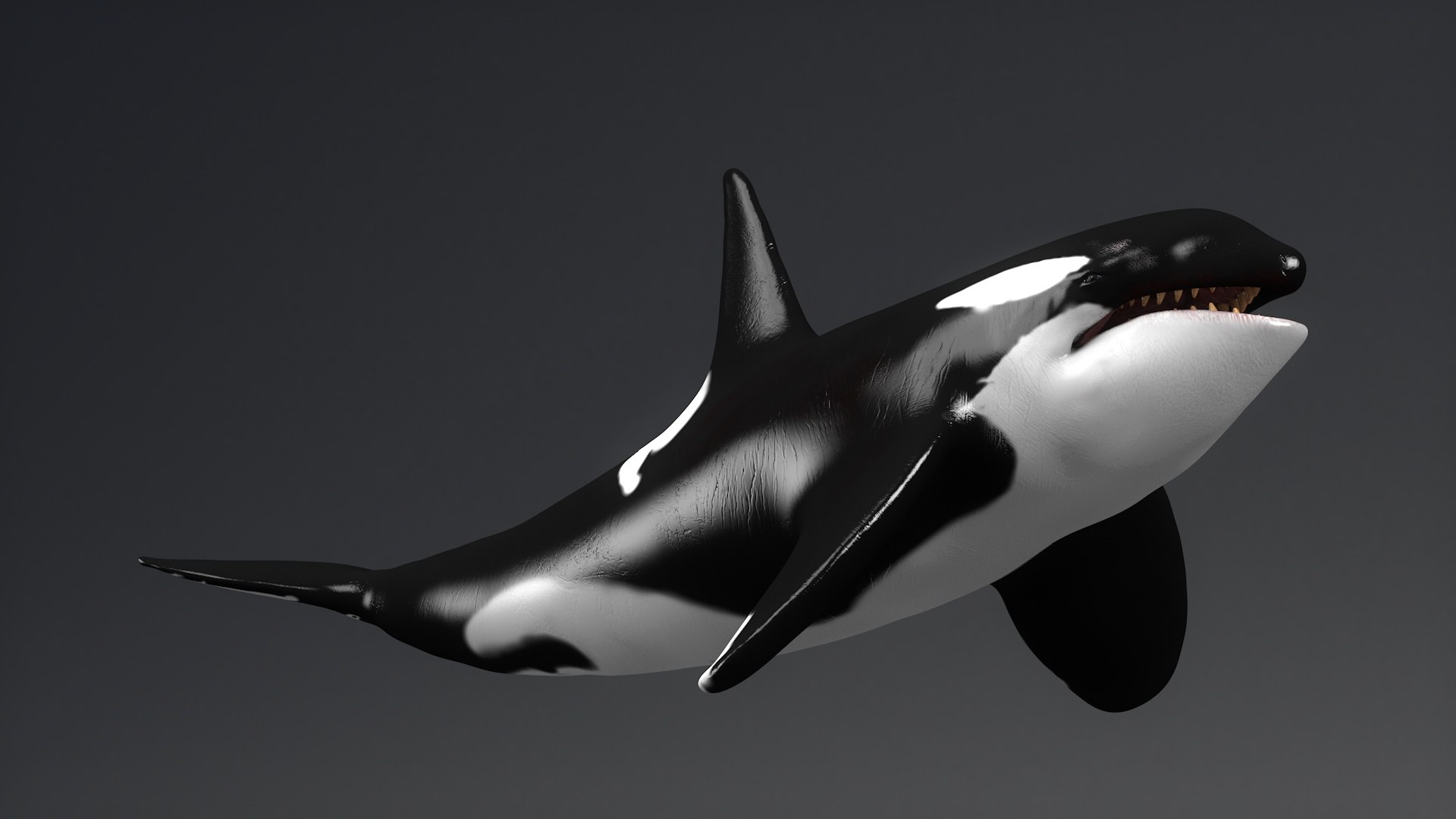 killer whale unreal engine model https://p.turbosquid.com/ts-thumb/vQ/efMiaf/Seabfo0c/5c4d/jpg/1581257113/1920x1080/fit_q87/301aea88e45bc8f4c47f26537ca515805a0f4c4a/5c4d.jpg