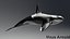 Killer Whale C4d Max Maya UNIDAD Unreal Engine 4 PAck