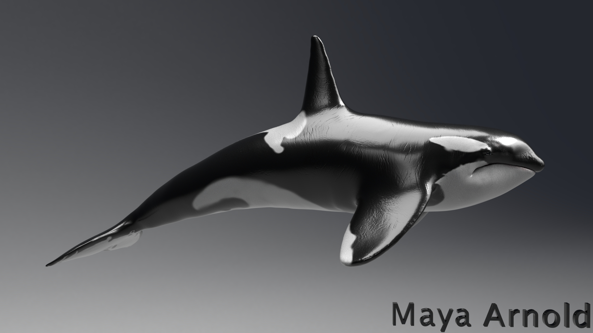 killer whale unreal engine model https://p.turbosquid.com/ts-thumb/vQ/efMiaf/YGj7s2sq/01/jpg/1581257350/1920x1080/turn_fit_q99/b9b73a0338ad2b85259dd7024d1897642309d165/01-1.jpg