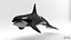 Killer Whale C4d Max Maya UNIDAD Unreal Engine 4 PAck