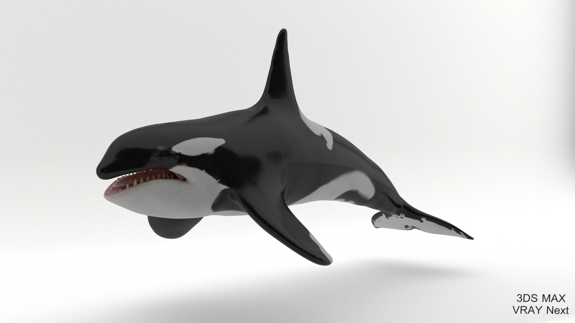 killer whale unreal engine model https://p.turbosquid.com/ts-thumb/vQ/efMiaf/YLlIDUxy/01/jpg/1581257978/1920x1080/turn_fit_q99/cdb248dcc5e862c04fb4e15ee151713eabac06c0/01-1.jpg