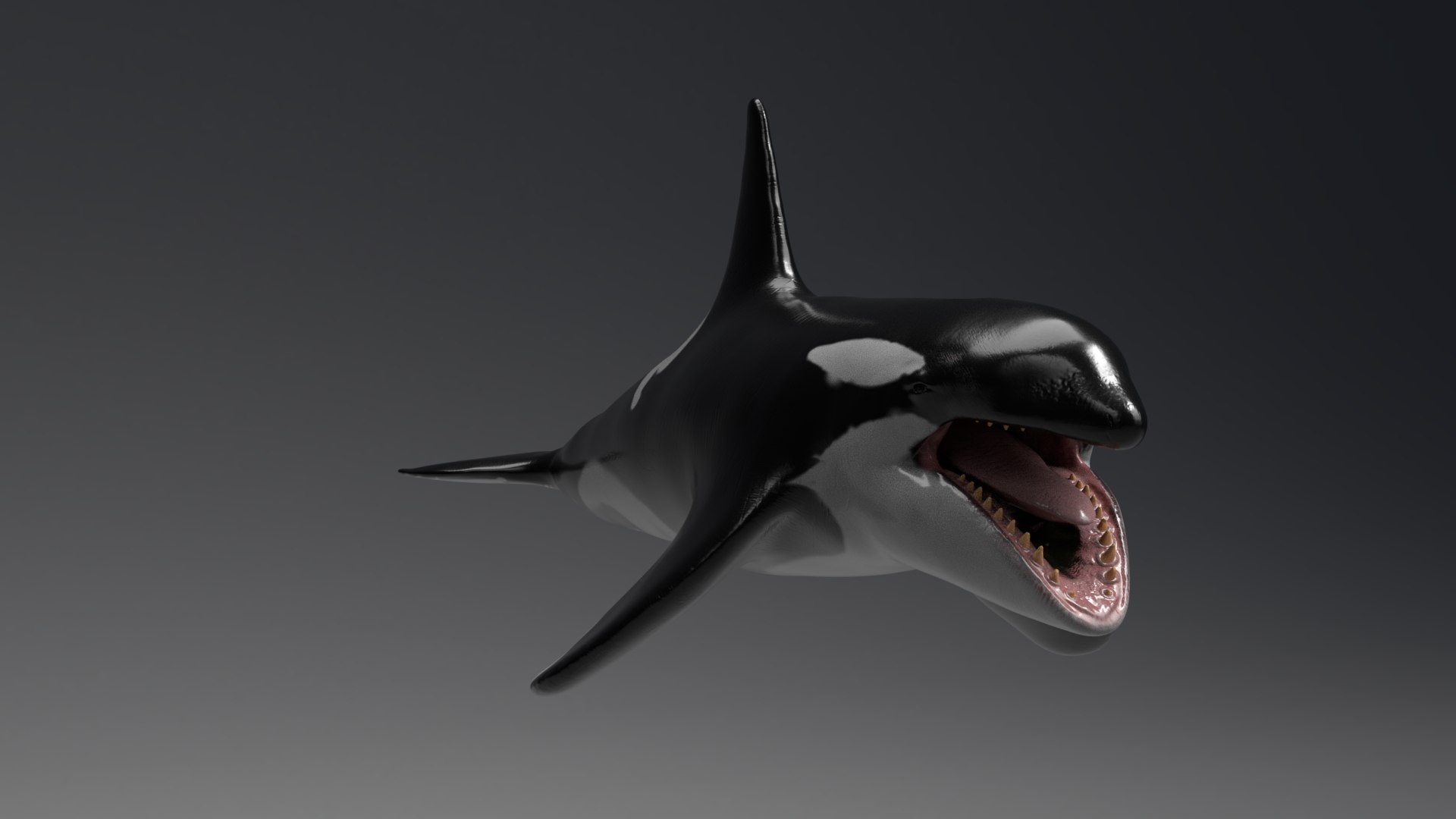 killer whale unreal engine model https://p.turbosquid.com/ts-thumb/vQ/efMiaf/YQ5r6nFv/04/jpg/1581257113/1920x1080/fit_q87/1536742cf44a648e9f499c93d0dfae034dd53580/04.jpg