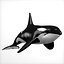 Killer Whale C4d Max Maya UNIDAD Unreal Engine 4 PAck