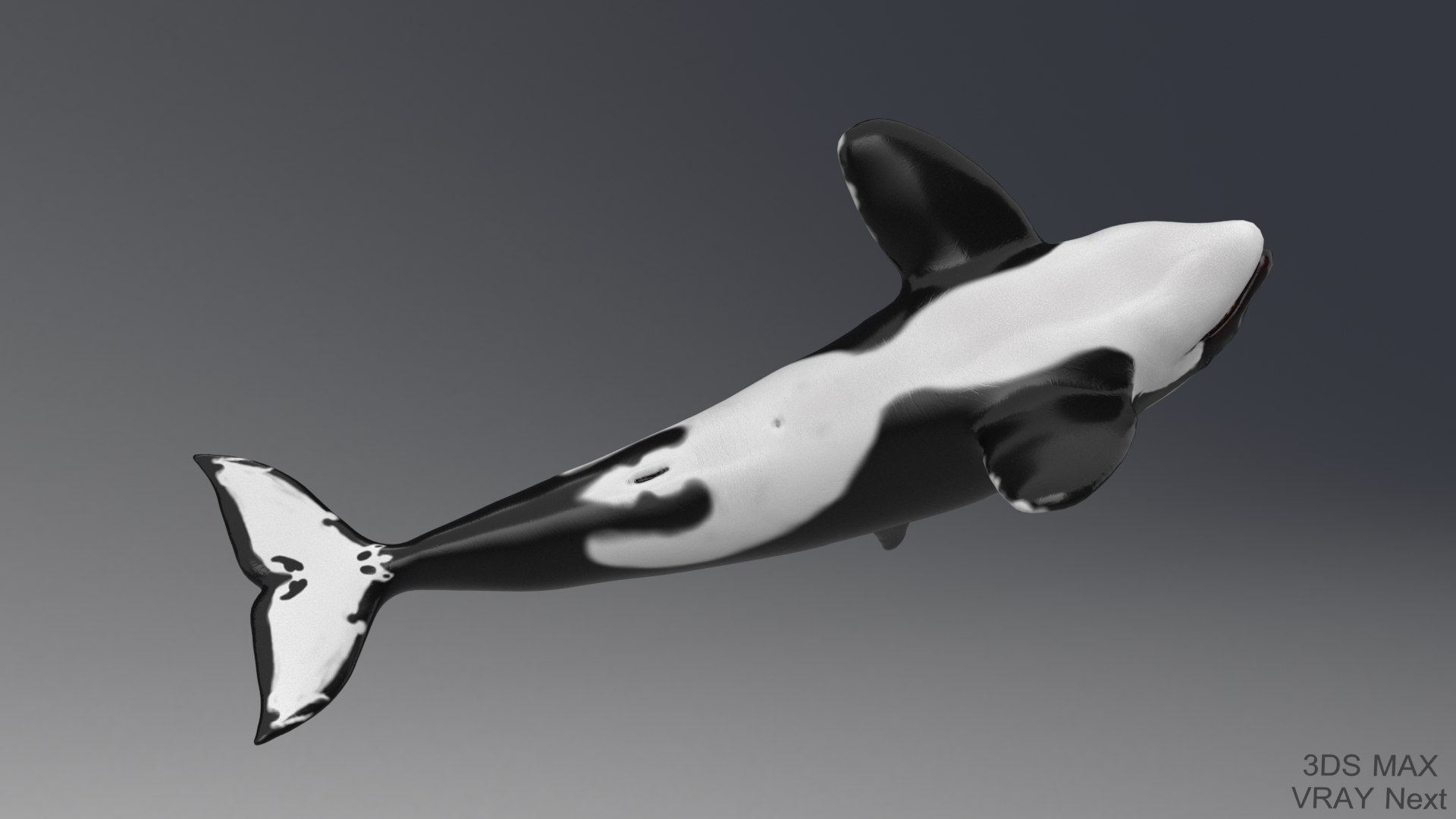 killer whale unreal engine model https://p.turbosquid.com/ts-thumb/vQ/efMiaf/bNy8xtFx/2max_03/jpg/1581257113/1920x1080/fit_q87/9d10cd01649b745295d2226995129a452ed3edee/2max_03.jpg