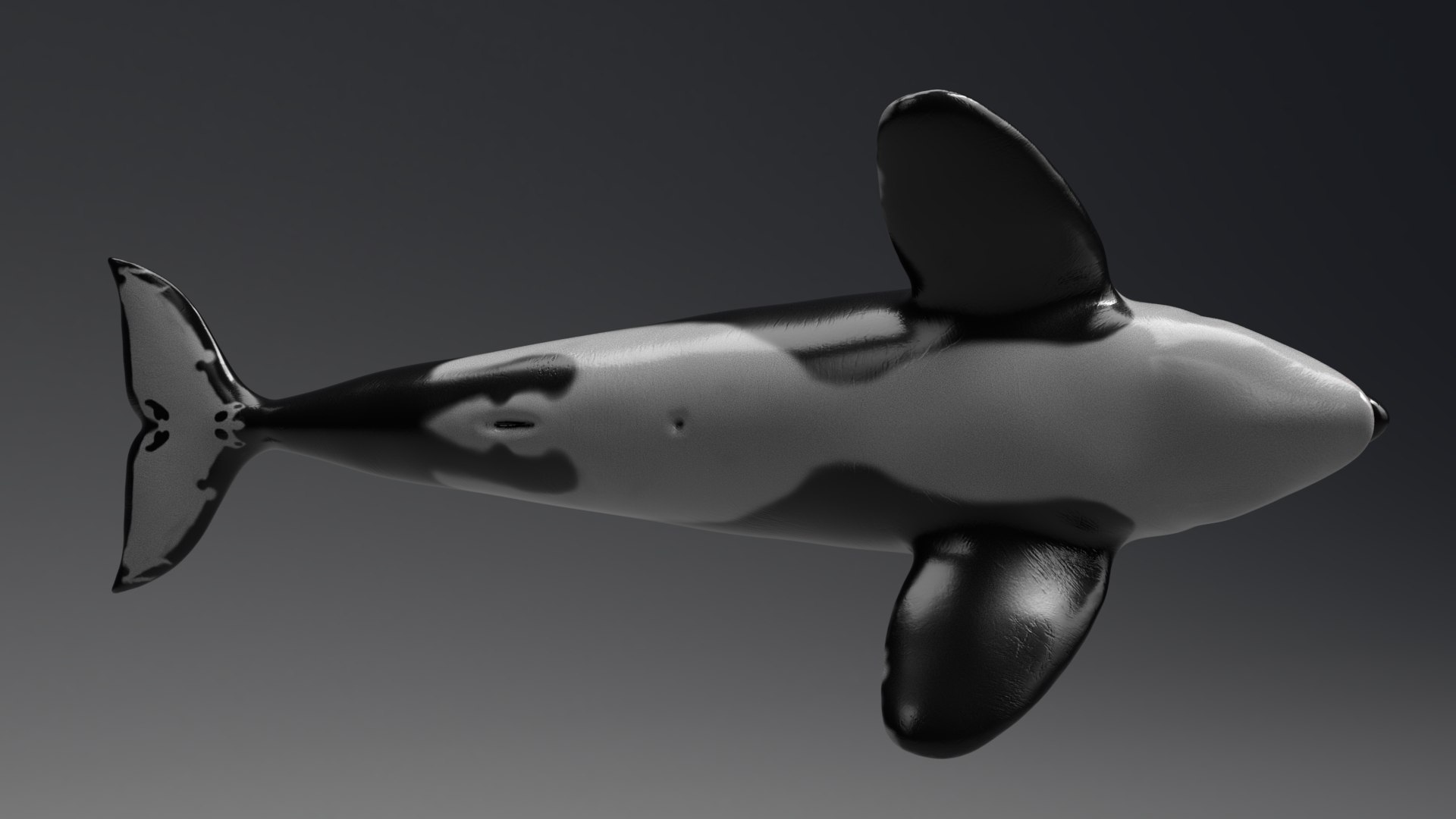 killer whale unreal engine model https://p.turbosquid.com/ts-thumb/vQ/efMiaf/e9ofjiJU/02/jpg/1581257113/1920x1080/fit_q87/fa712641c122bbfaca66177d09c723abcd302325/02.jpg