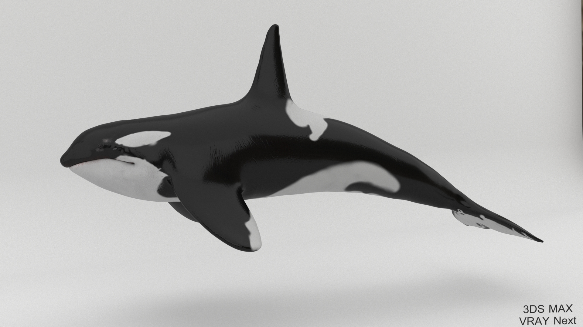 killer whale unreal engine model https://p.turbosquid.com/ts-thumb/vQ/efMiaf/eLitc77A/01/jpg/1581257265/1920x1080/turn_fit_q99/9d9f6a257db1c52a8f833d608e67a244645d148c/01-1.jpg