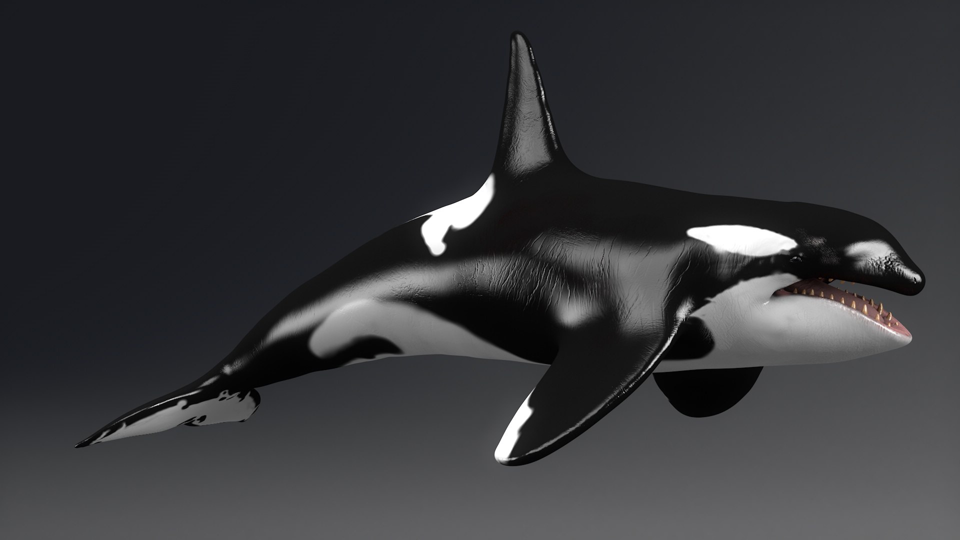 killer whale unreal engine model https://p.turbosquid.com/ts-thumb/vQ/efMiaf/h1XfRVkT/4c4d/jpg/1581257113/1920x1080/fit_q87/4ae06707db1422b0aa754cea649ac6747cd3cfed/4c4d.jpg