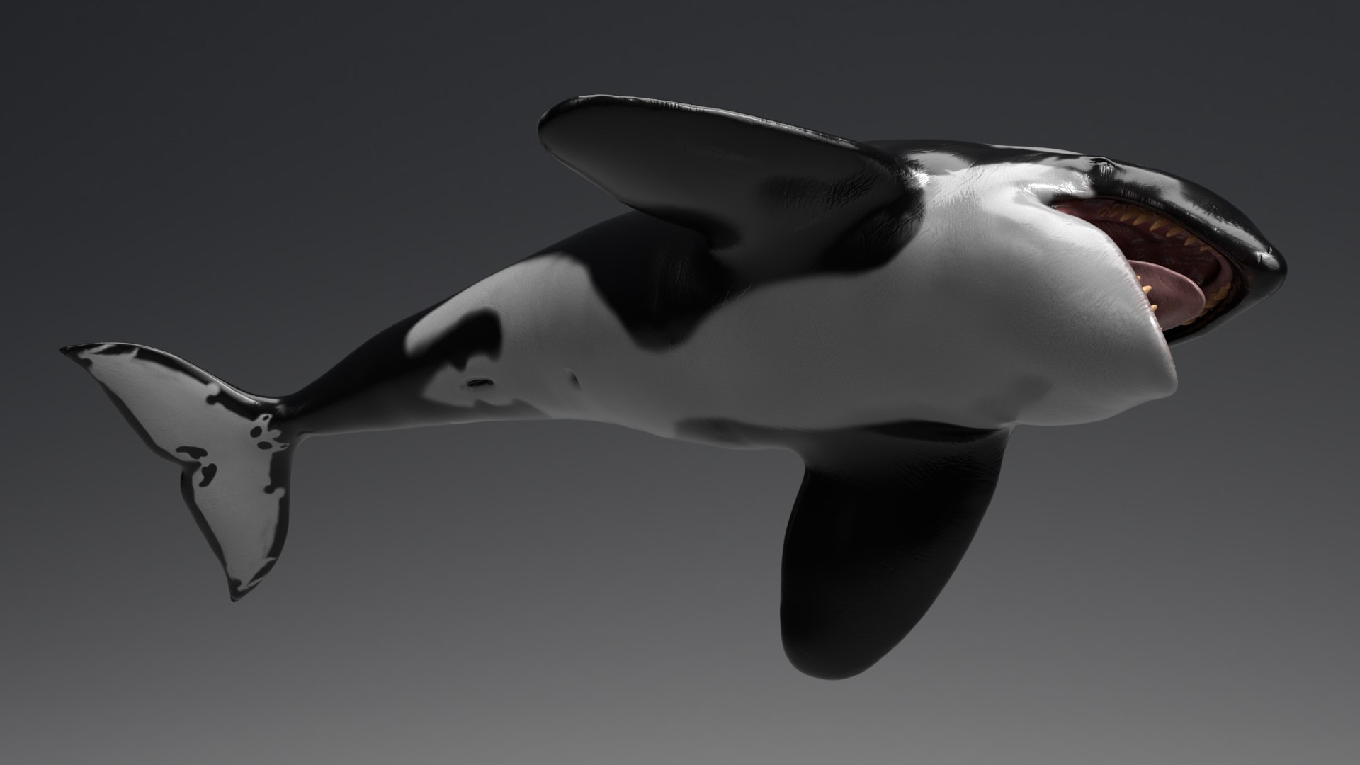 killer whale unreal engine model https://p.turbosquid.com/ts-thumb/vQ/efMiaf/o92cOOrU/07/jpg/1581257113/1920x1080/fit_q87/71a3c988c120b561d8324268a1bf9185f41477e0/07.jpg