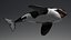 Killer Whale C4d Max Maya UNIDAD Unreal Engine 4 PAck