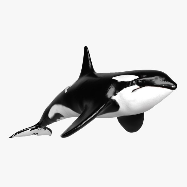 killer whale unreal engine model