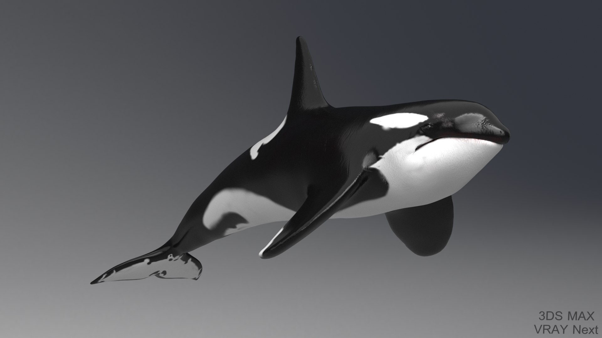 killer whale unreal engine model https://p.turbosquid.com/ts-thumb/vQ/efMiaf/zTjJbRoL/2max_01/jpg/1581257113/1920x1080/fit_q87/a06dbaf70979c911a6fa79e55ba73159c395f225/2max_01.jpg