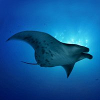 Manta Ray